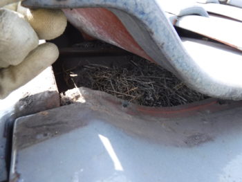 鳥の巣,屋根裏の害獣対策,藤井製瓦工業